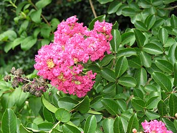 Crape myrtle